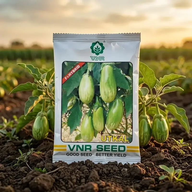 851 (1) Vnr Seeds UTKAL - F1 Hybrid Brinjal Seeds - Image 1