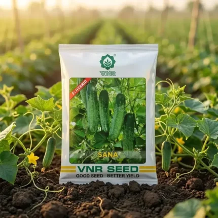 VNR Sana F1 Hybrid Cucumber Seeds