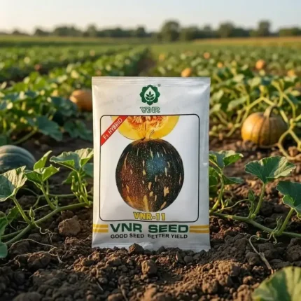 VNR seeds Vnr 11 Hybrid Pumpkin seeds