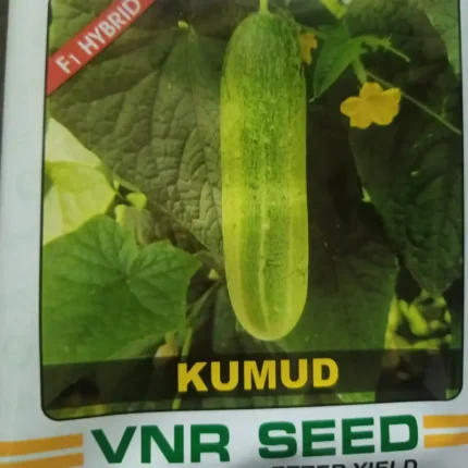VNR seeds Kumud hybrid cucumber seeds