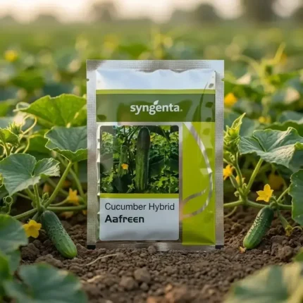 Syngenta Cucumber Aafreen