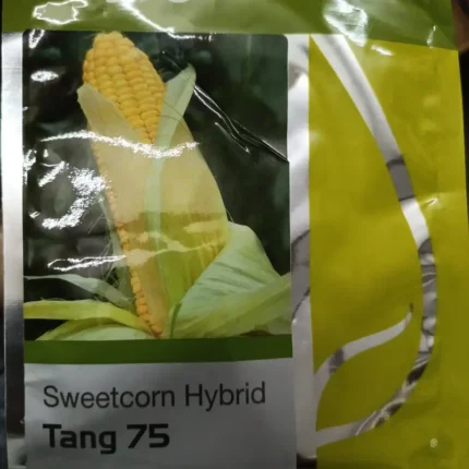Sweetcorn Syngenta Tang 75