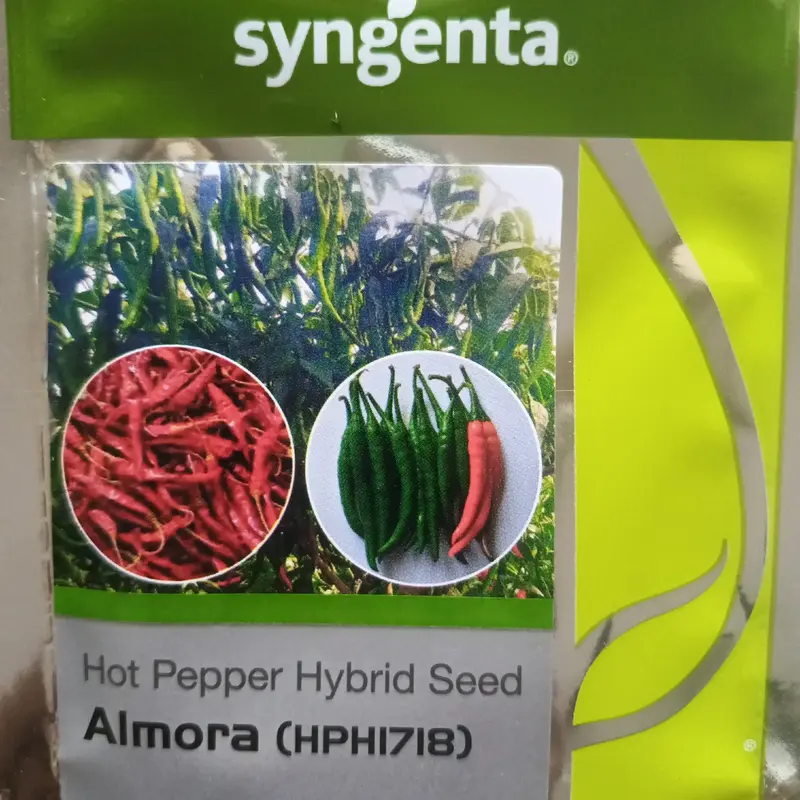 851 - 2026-09-25T090738.526 Chilli Syngenta Almora - Image 1