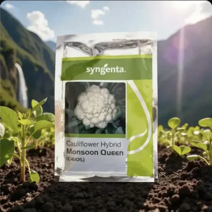 Syngenta Monsoon Queen (C-6105) F1 Hybrid Cauliflower Seeds