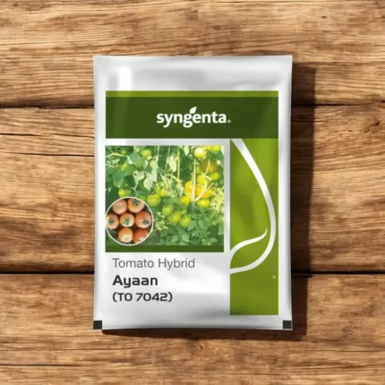 Sygenta seeds tomato ayaan F1 hybrid seed