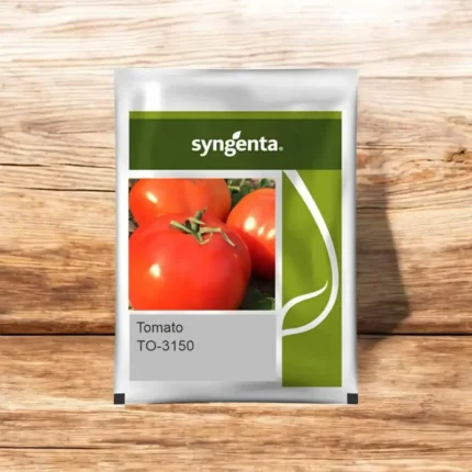 Sygenta seeds tomato to-3150 F1 hybrid seed