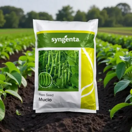 Sygenta seeds mucio F1 hybrid green peas seed