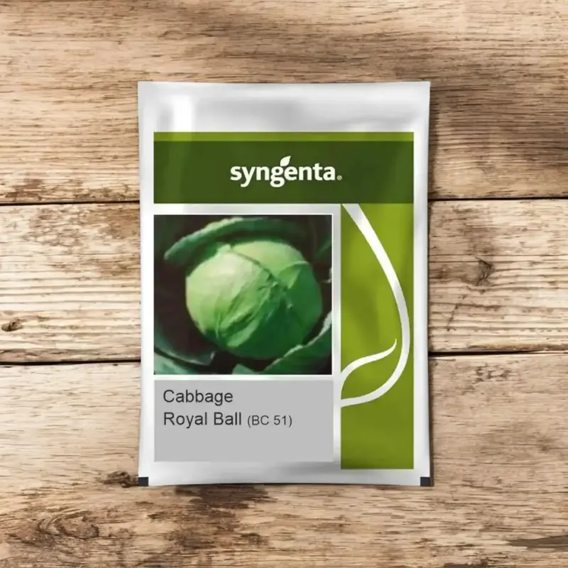 851 - 2026-09-25T093254.338 Sygenta seeds Royal ball (bc-51) F1 hybrid cabbage seed - Image 1