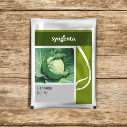 Sygenta seeds BC 76 F1 hybrid cabbage seed