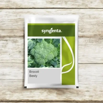 Sygenta seeds Besty cauliflower F1 hybrid seed