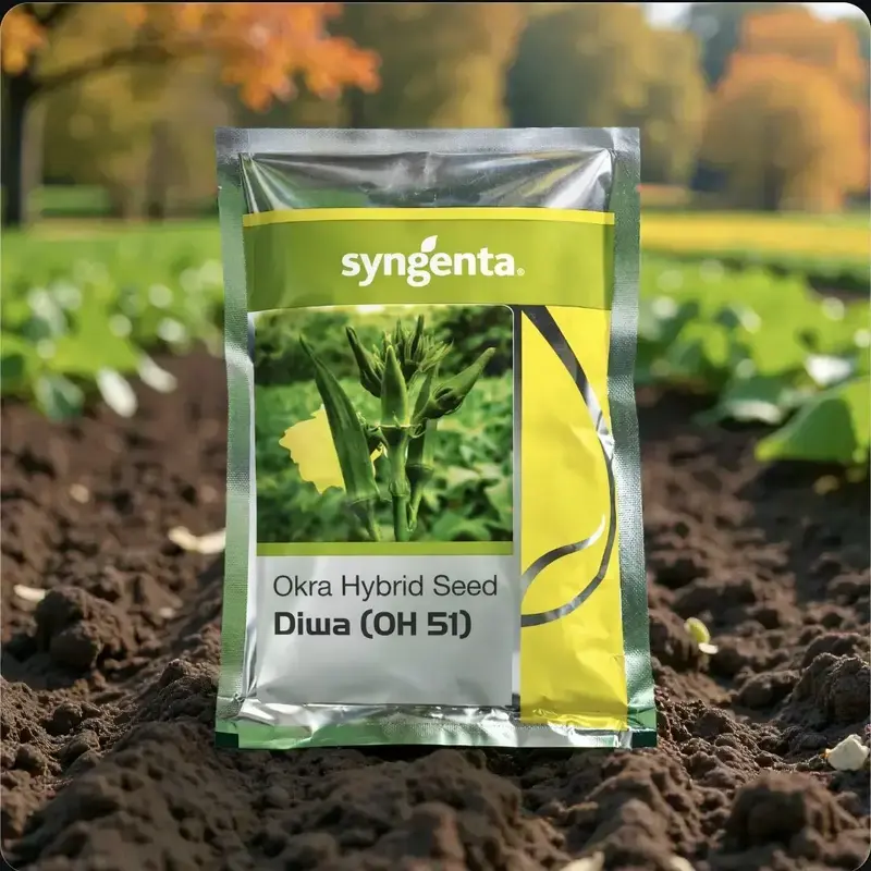 851 - 2026-09-25T094236.442 Sygenta seeds Diwa (OH-51) okra hybrid seed - Image 1