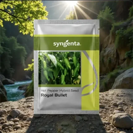 Syngenta Royal Bullet F1 Hybrid Chilli Seeds