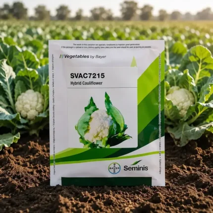 Seminis SVAC7215 F1 Hybrid Cauliflower Seeds