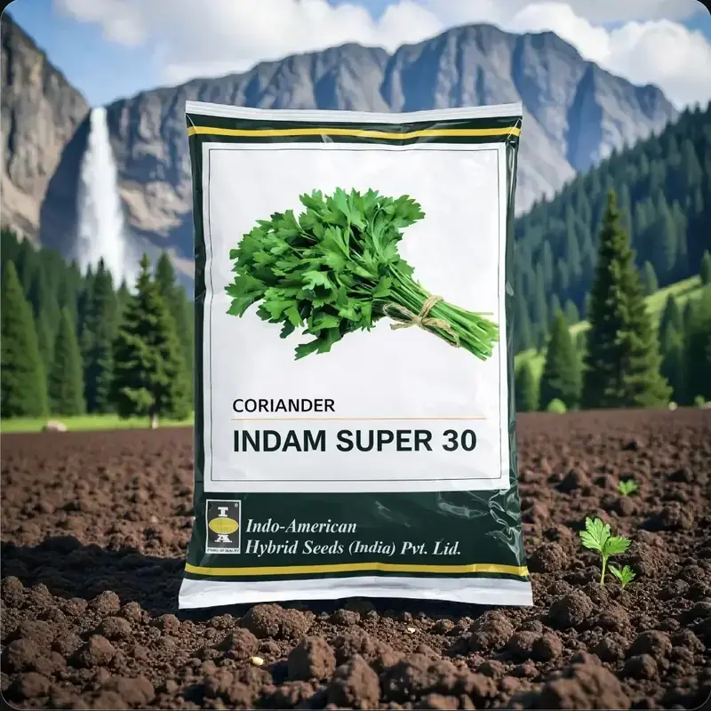 851 - 2026-09-25T122009.998 Indo american seeds indam super 30 coriander F1 hybrid seed (500Gm) - Image 1