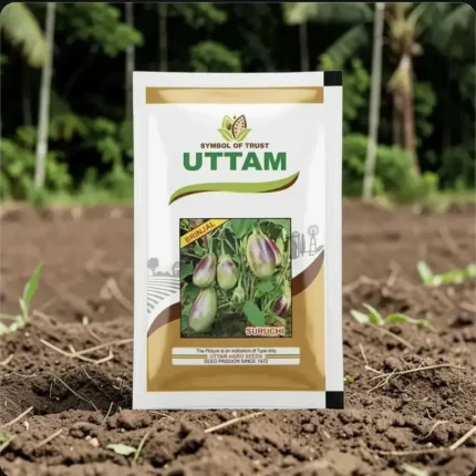 Uttam Sruchi F1 Hybrid Brinjal Seeds