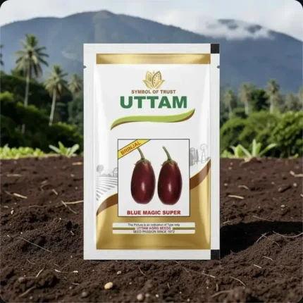 Uttam Blue Magic Super F1 Hybrid Brinjal Seeds