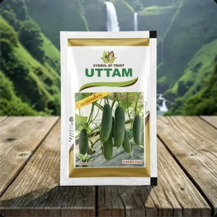 Uttam Summer Rani Cucumber Seeds