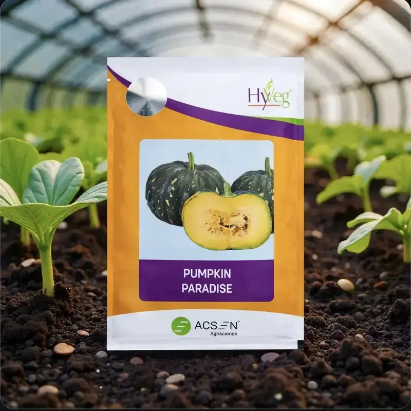 851 - 2026-09-25T150305.520 HyVeg Paradise F1 Hybrid Pumpkin Seeds - Image 1