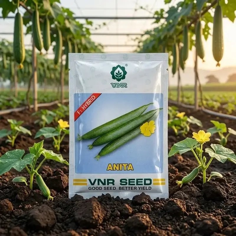 851 (32) VNR Anita F1 Hybrid Sponge Gourd Seeds - Image 1