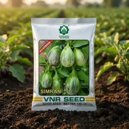 VNR Simran F1 Hybrid Brinjal (Eggplant) Seeds