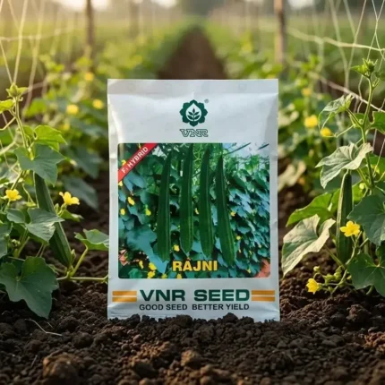 VNR Rajni F1 Hybrid Ridge Gourd (Turai) Seeds