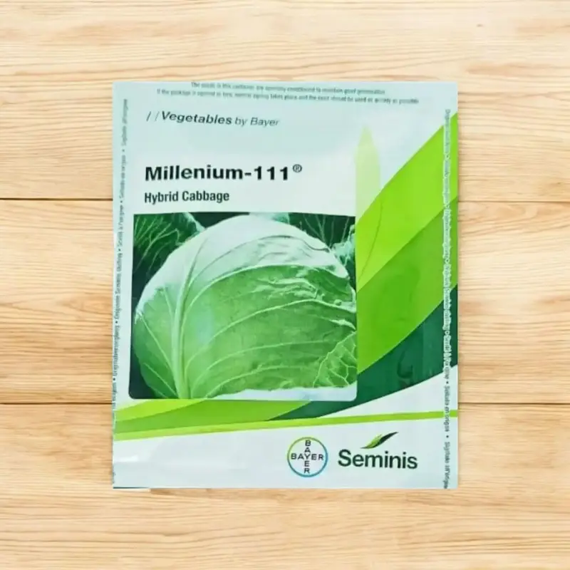 851 (60) Seminis Millennium-111 F1 Hybrid Cabbage Seeds - Image 1