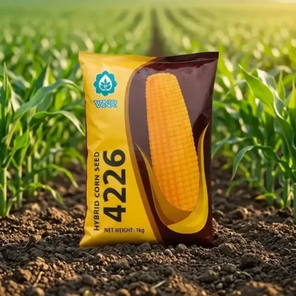 VNR 4224 MAIZE SEED