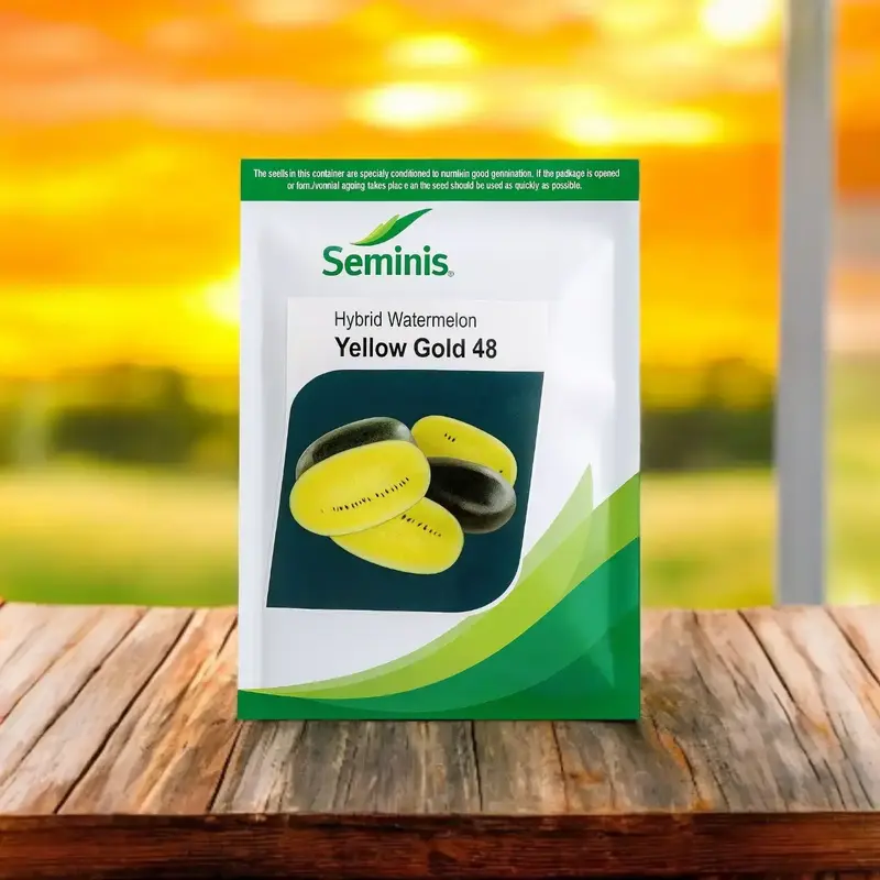 851 (76) Seminis Yellow Gold 48 F1 Hybrid Watermelon Seeds - Image 1