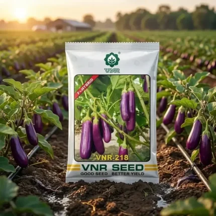 VNR 218 F1 Hybrid Brinjal Seeds
