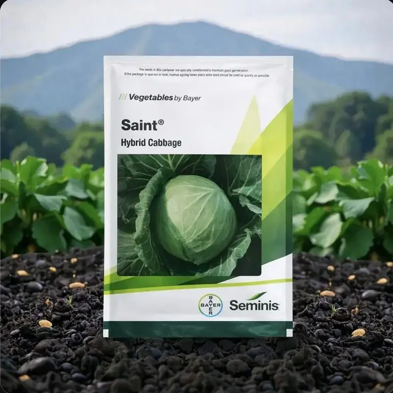 851 (83) Seminis Saint F1 Hybrid Cabbage Seeds - Image 1