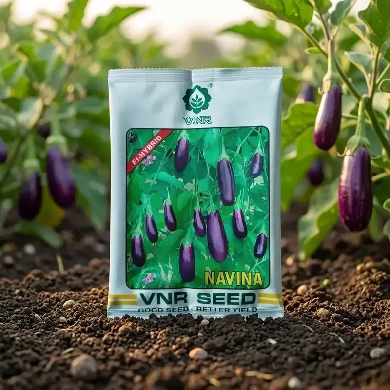 851 (9) VNR Navina F1 Hybrid Brinjal Seeds - Image 1