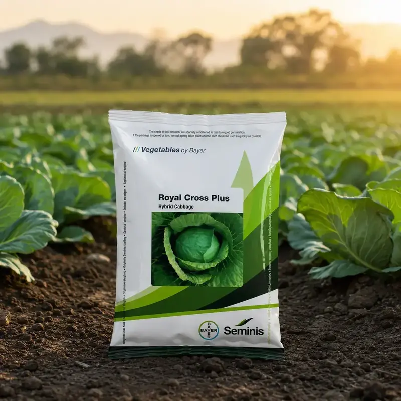 851 (90) Seminis Royal Cross Plus F1 Hybrid Cabbage Seeds - Image 1