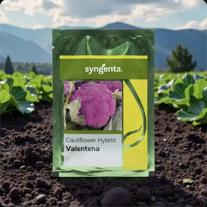 851 (95) Syngenta Valentena F1 Hybrid Purple Cauliflower Seeds - Image 1