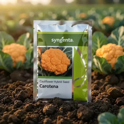 Sygenta seeds carotena F1 hybrid cauliflower seeds Syngenta