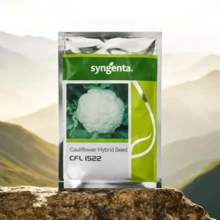 Syngenta 1522 f1 hybrid Cauliflower seeds