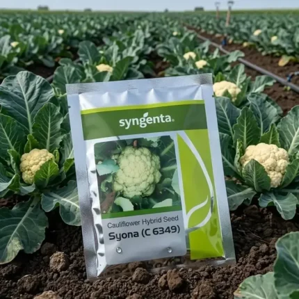 Syngenta Syona (C-6349) F1 Hybrid Cauliflower Seeds