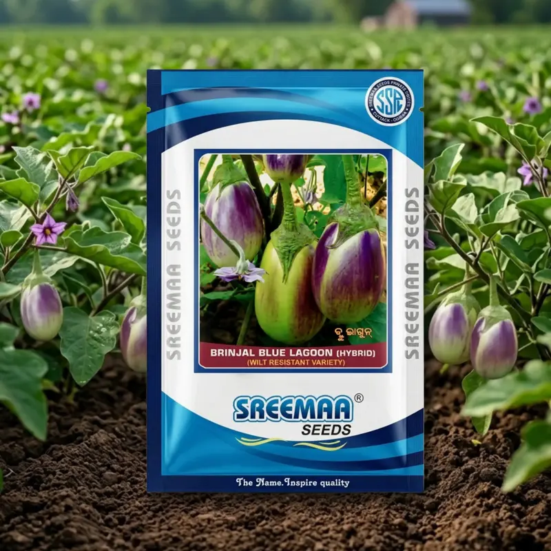 85601 Sreema Seeds Blue Lagun F1 hybrid Brinjal Seeds - Image 1