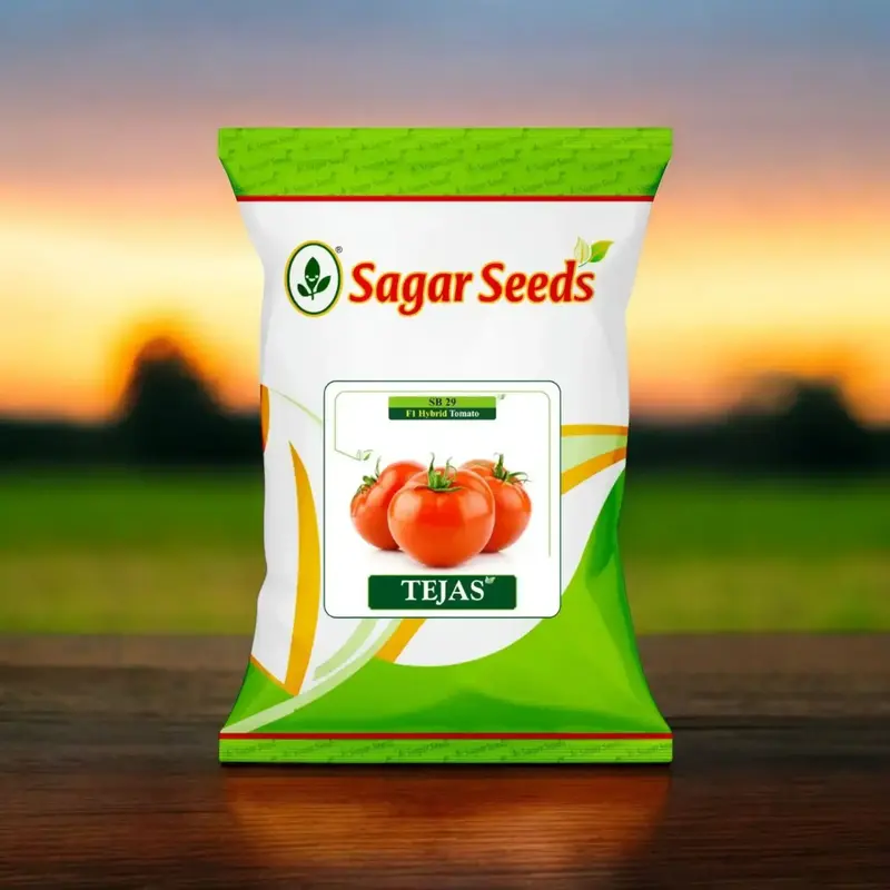 85671 (26) Sagar seeds TEJAS – F1 Hybrid Tomato (SB 29) - Image 1