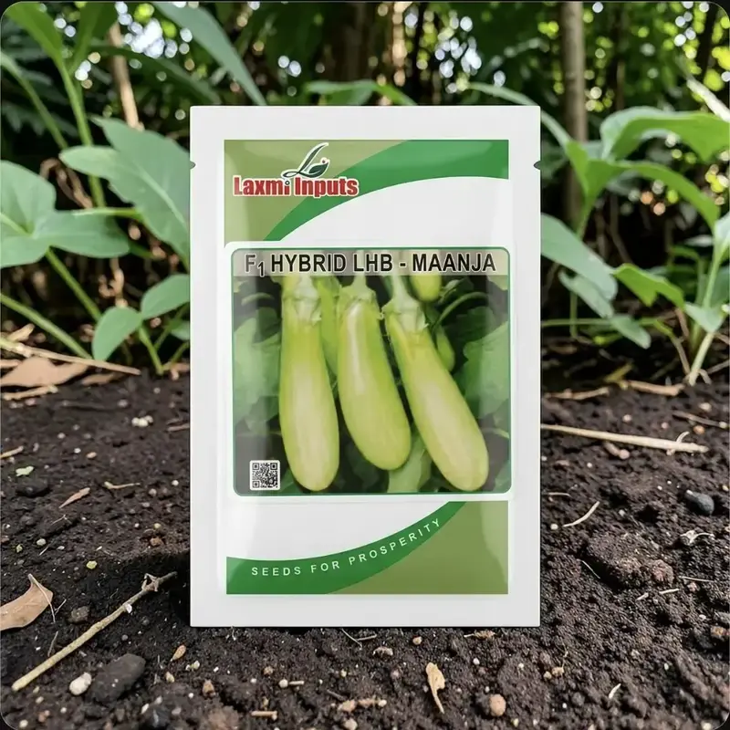 85671 (42) LHB Maanja F1 Hybrid Brinjal Seeds - Image 1