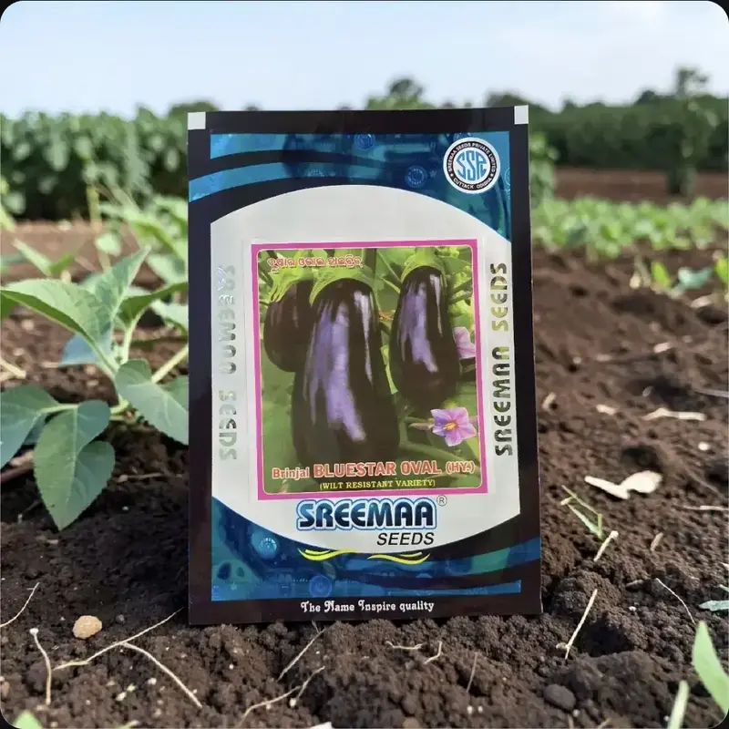 85671 (46) Sreema Bluestar Oval F1 Hybrid Brinjal Seeds - Image 1