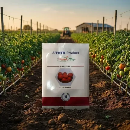 Tata Dhaanya Amrutha F1 Hybrid Tomato Seeds