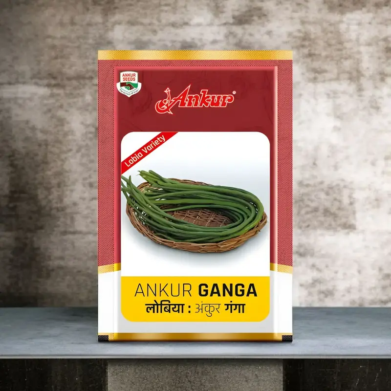 851 - 2026-10-03T100619.868 Ankur Seeds Ankur Ganga Lobia Cowpea seeds - Image 1