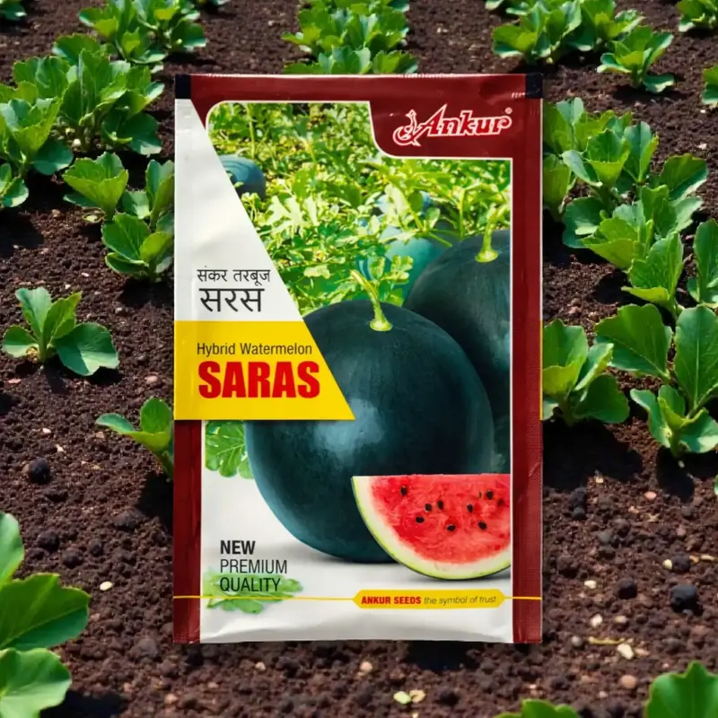 851 - 2026-10-03T101127.121 Ankur Saras F1 Hybrid Watermelon Seeds - Image 1