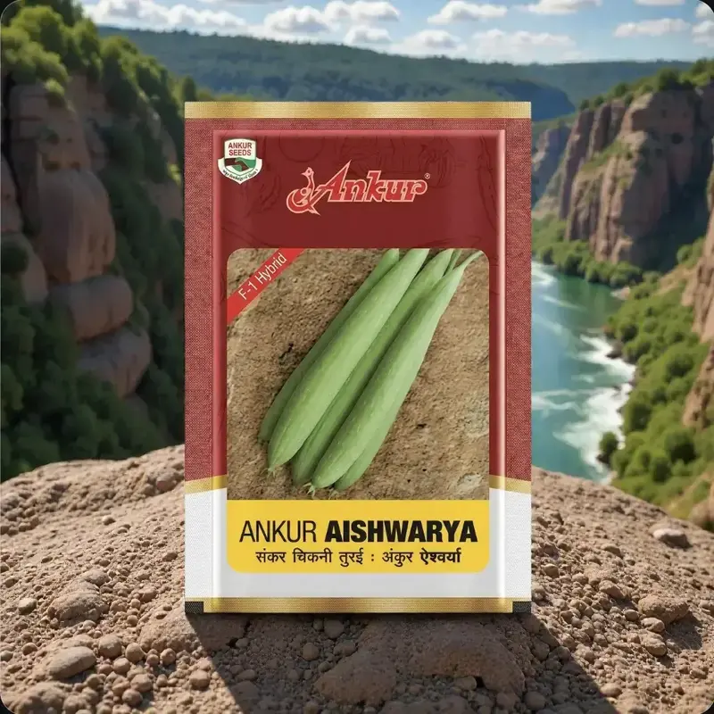 851 - 2026-10-03T101539.879 Ankur Aiswarya F1 Hybrid Sponge Gourd Seeds - Image 1