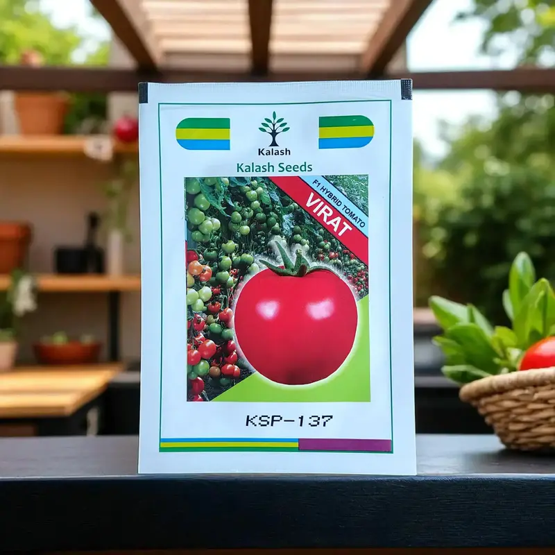 851 - 2026-10-03T120709.317 Kalash VIRAT (KSP-137) Tomato Seeds (F1 Hybrid) - Image 1