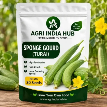 Sponge Gourd Seeds 30 Seeds | Luffa / Gilki Seeds for Home Garden